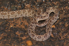 Boiga multomaculata
