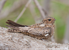 Chordeiles gundlachii