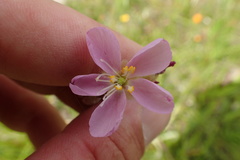 Drosera tracyi