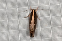 Archaereta dorsivittella