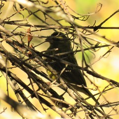 Crithagra scotops umbrosa