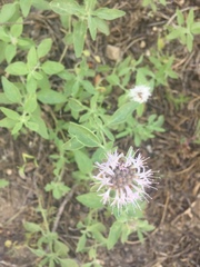 Monardella odoratissima pallida