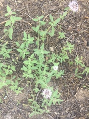 Monardella odoratissima pallida