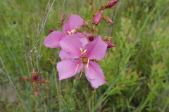 Rhexia alifanus