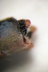 Coenagrion angulatum