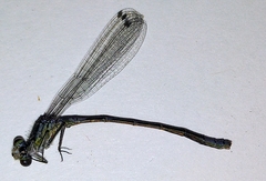 Coenagrion angulatum