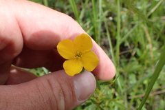 Rhexia lutea