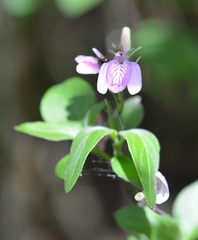 Justicia breviflora