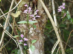Justicia breviflora