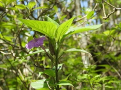 Ruellia breedlovei