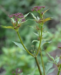 Arracacia nelsonii