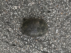 Kinosterninae