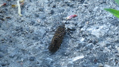 Oligostomis pardalis