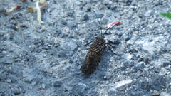 Oligostomis pardalis