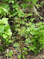 Arracacia nelsonii