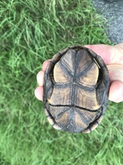 Kinosterninae