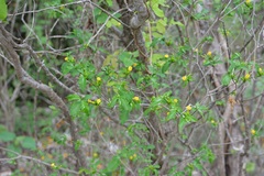 Tabernaemontana hannae