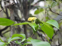 Tabernaemontana hannae