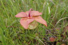 Sarracenia psittacina