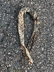 Nerodia sipedon williamengelsi