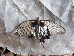 Papilio memnon