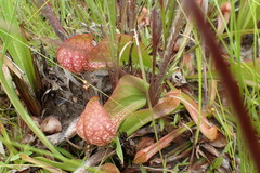 Sarracenia psittacina