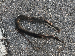 Nerodia sipedon williamengelsi