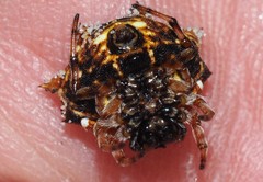 Gasteracantha sacerdotalis