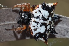 Gasteracantha sacerdotalis