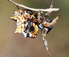 Gasteracantha sacerdotalis