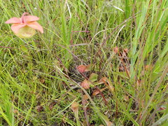 Sarracenia psittacina