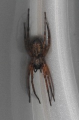 Megalostrata