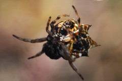 Gasteracantha sacerdotalis