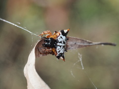 Gasteracantha sacerdotalis