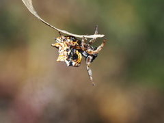 Gasteracantha sacerdotalis