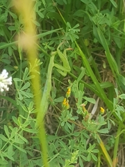 Mantis religiosa