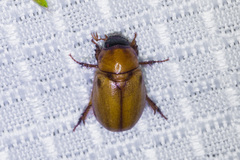 Cyclocephala pasadenae