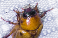 Cyclocephala pasadenae