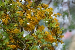 Dolichandra quadrivalvis