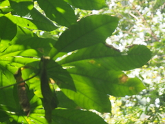 Manihot carthagenensis