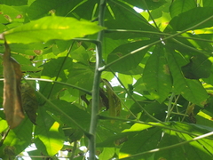 Manihot carthagenensis