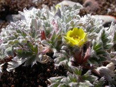 Potentilla pulchella