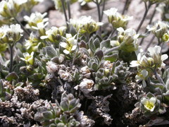 Draba nivalis