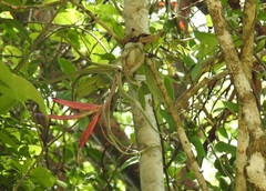 Tillandsia caput-medusae