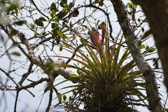 Tillandsia zoquensis