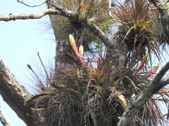 Tillandsia zoquensis