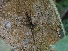 Sphenomorphus sanctus