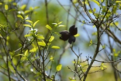 Semialarium mexicanum