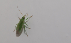 Orthotylus marginalis