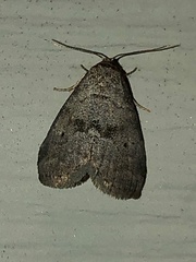 Hyperstrotia pervertens